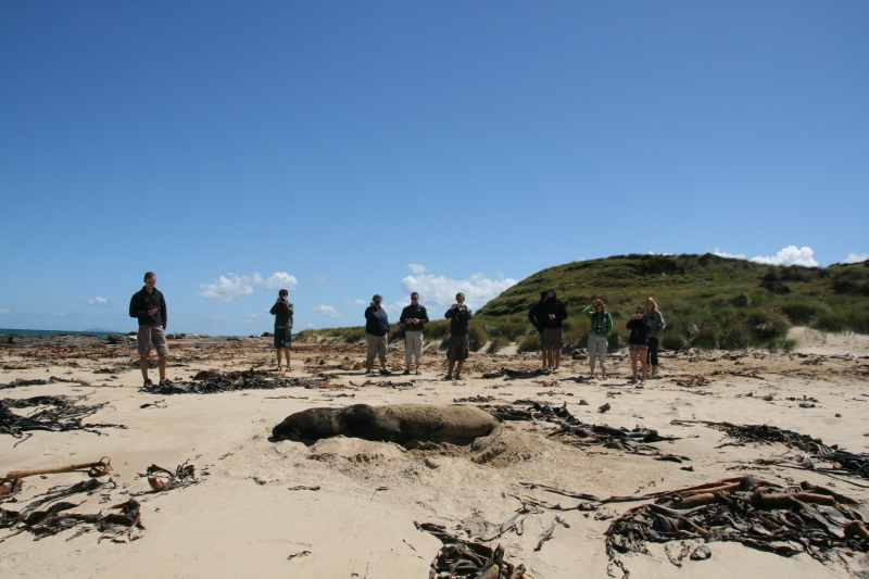 Nieuw-Zeeland 2011 - 1773